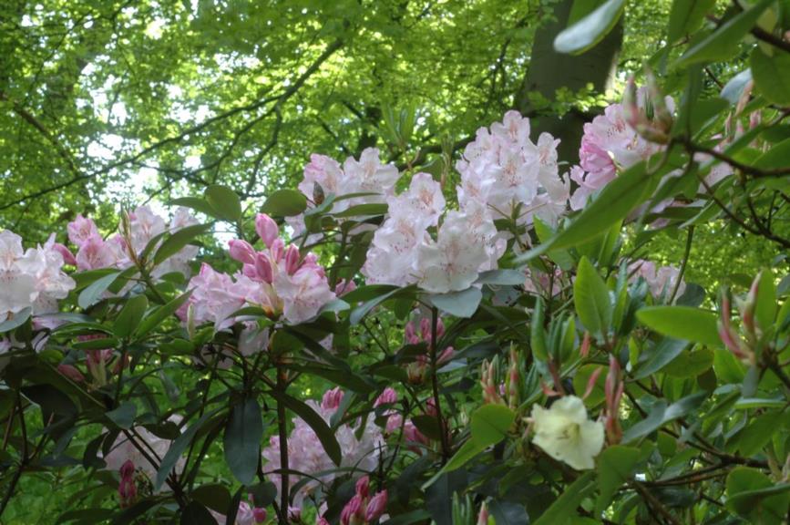 Rhododendron (Griffithianum Group) 'Mrs Charles E. Pearson'