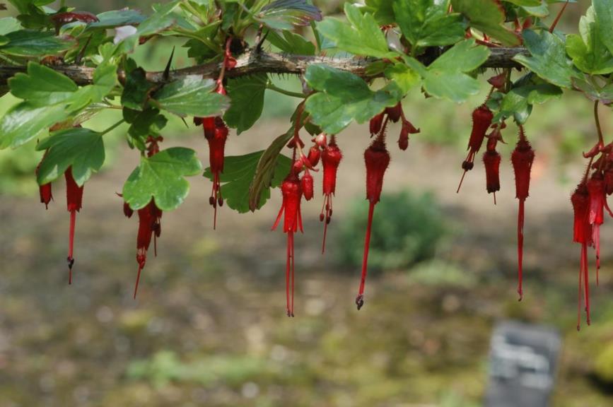 Ribes speciosum - Fuchsiakruisbes, Fuchsiaflower gooseberry