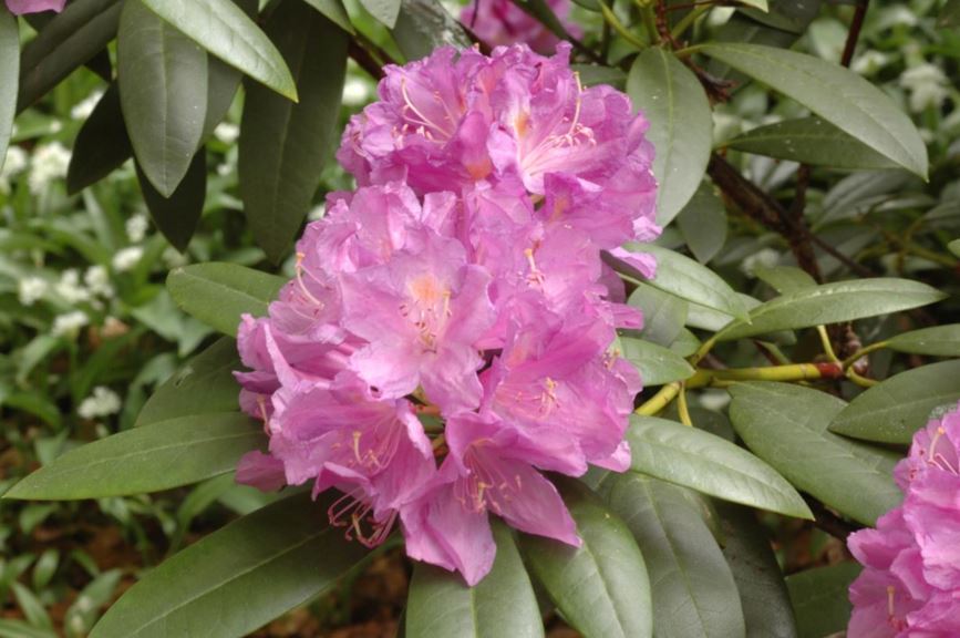Rhododendron ponticum - Pontische rododendron