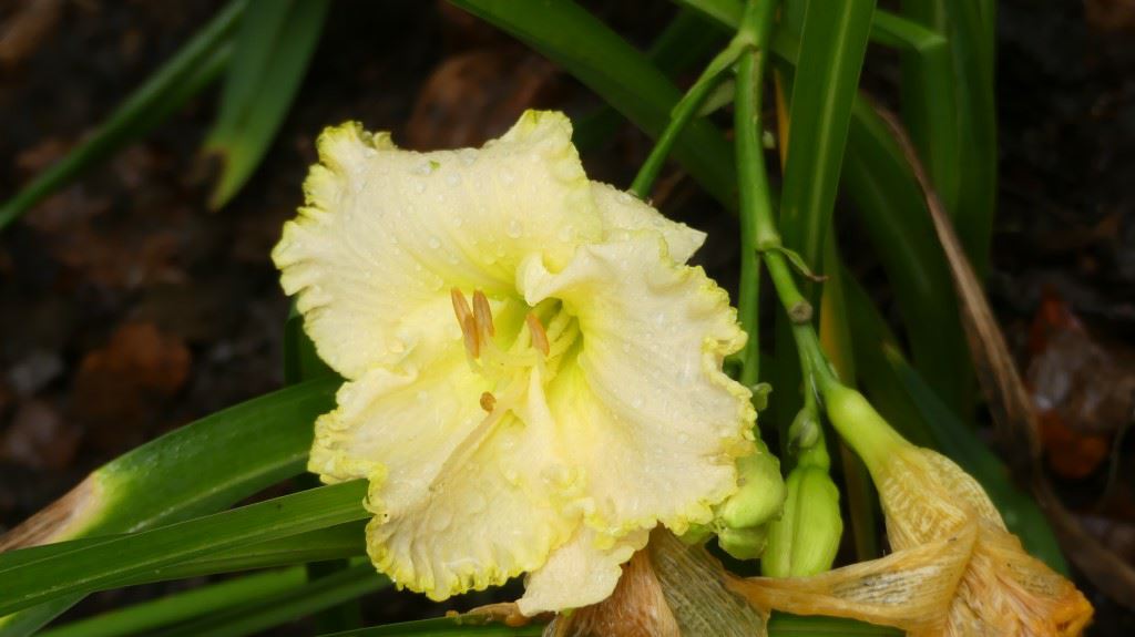 Hemerocallis cv 184