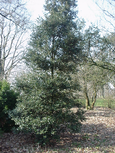 Quercus ilex - Steeneik, Evergreen oak, Grooten Ilex