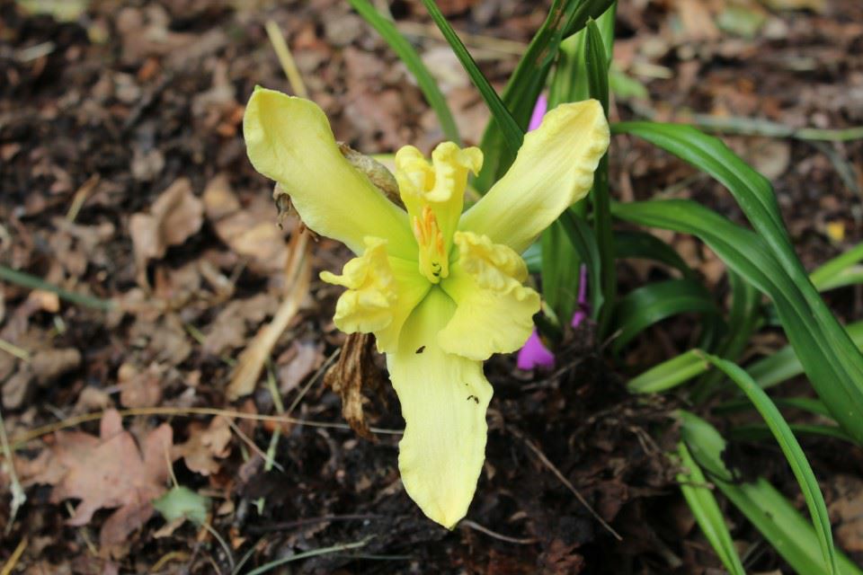 Hemerocallis cv 167