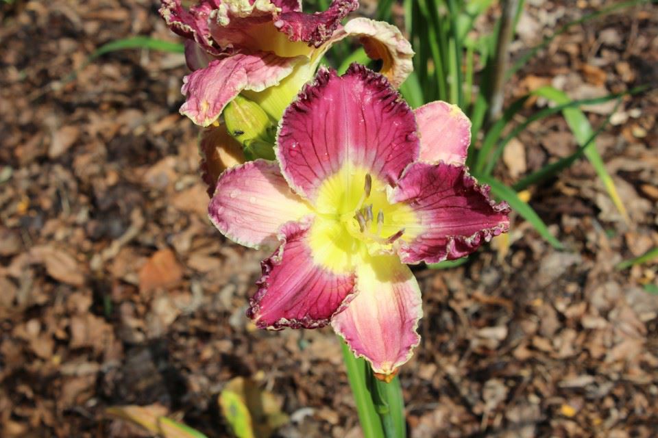 Hemerocallis cv 155