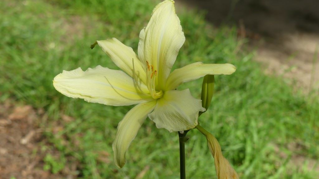 Hemerocallis cv 139