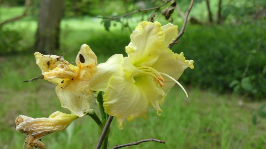 Hemerocallis cv 146
