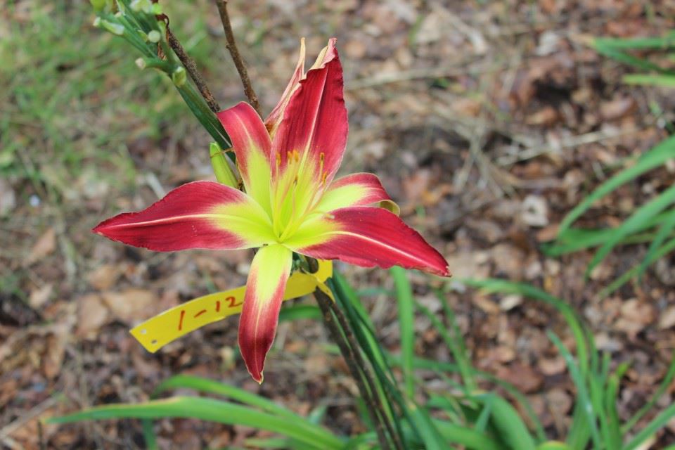 Hemerocallis cv 177