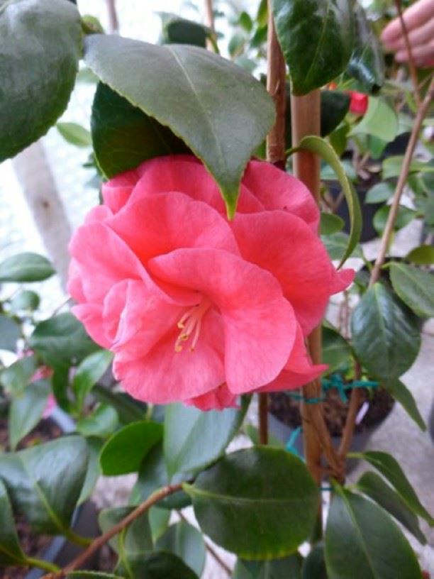 Camellia japonica 'Clotilde' - Japanse roos