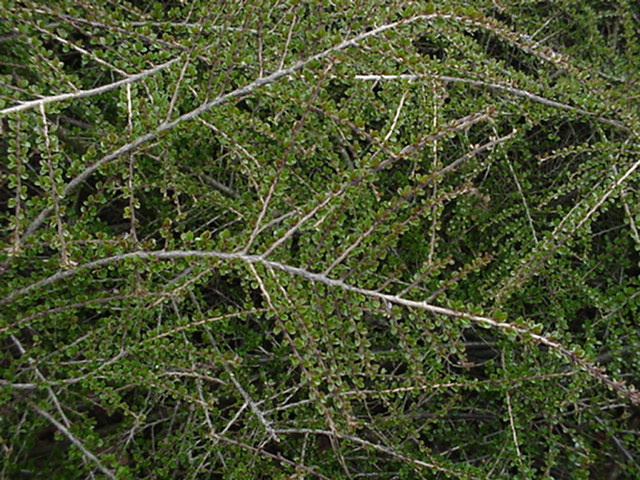 Cotoneaster horizontalis - Vlakke cotoneaster