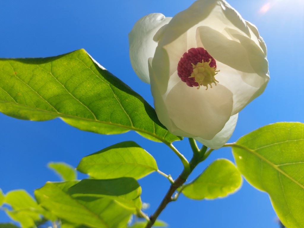 Magnolia sieboldii - Chinese magnolia