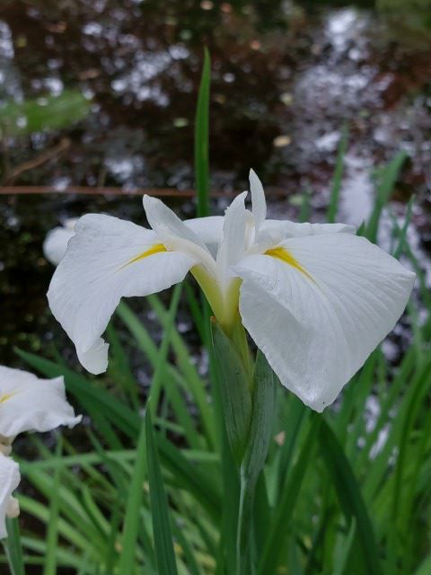 Iris ensata - Japanse lis