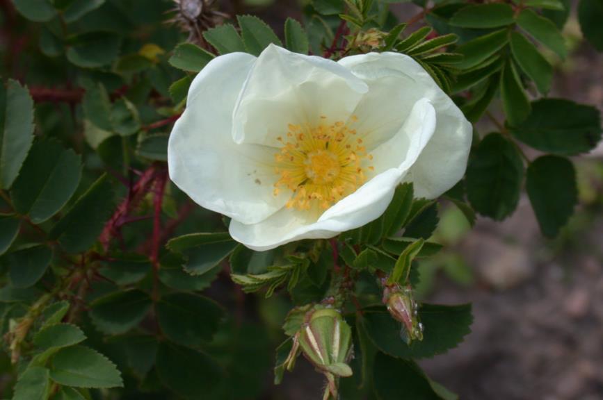 Rosa spinosissima - Duinroos, Burnet rose, Duyn-Rooskens