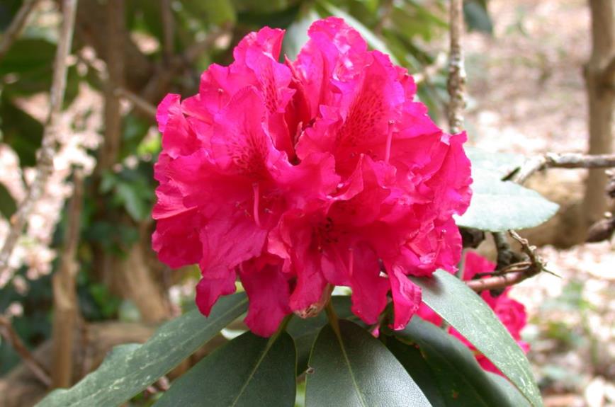 Rhododendron (Catawbiense Group) 'Dr V.H. Rutgers'