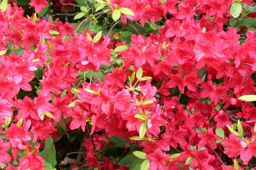 Rhododendron (Tsutsusi Group) 'Hinode-giri'