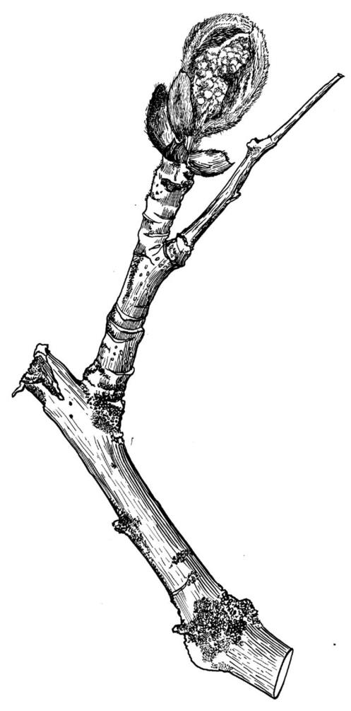 Sorbus aucuparia 'Aspleniifolia' - Lijsterbes