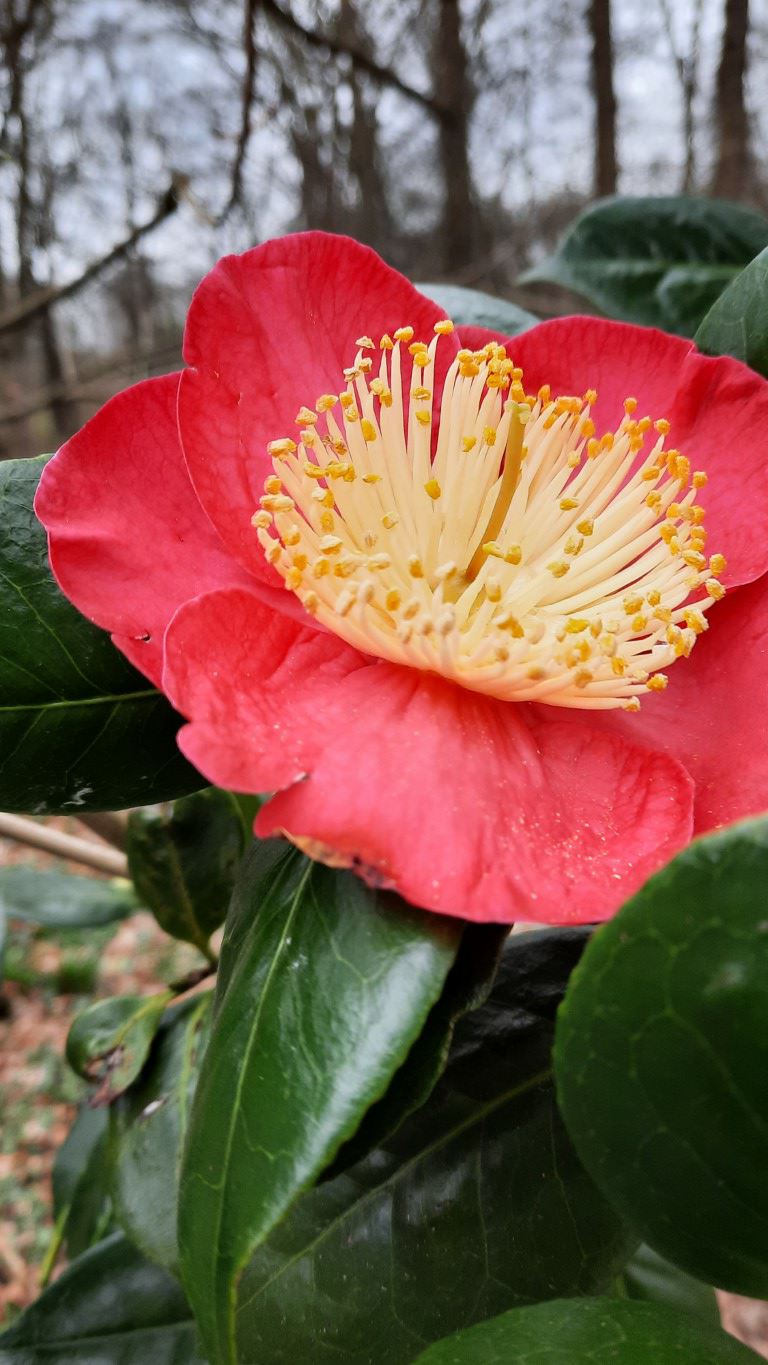 Camellia 'Shugetsu' - Camellia