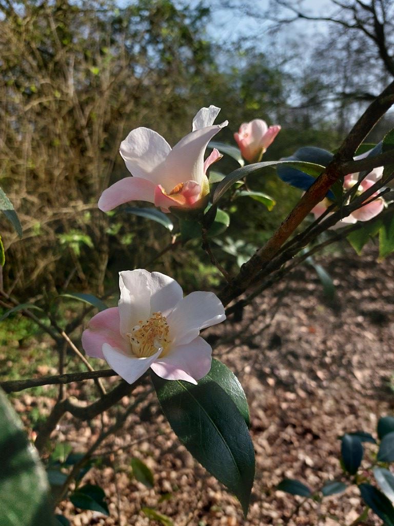 Camellia saluenensis - Camellia