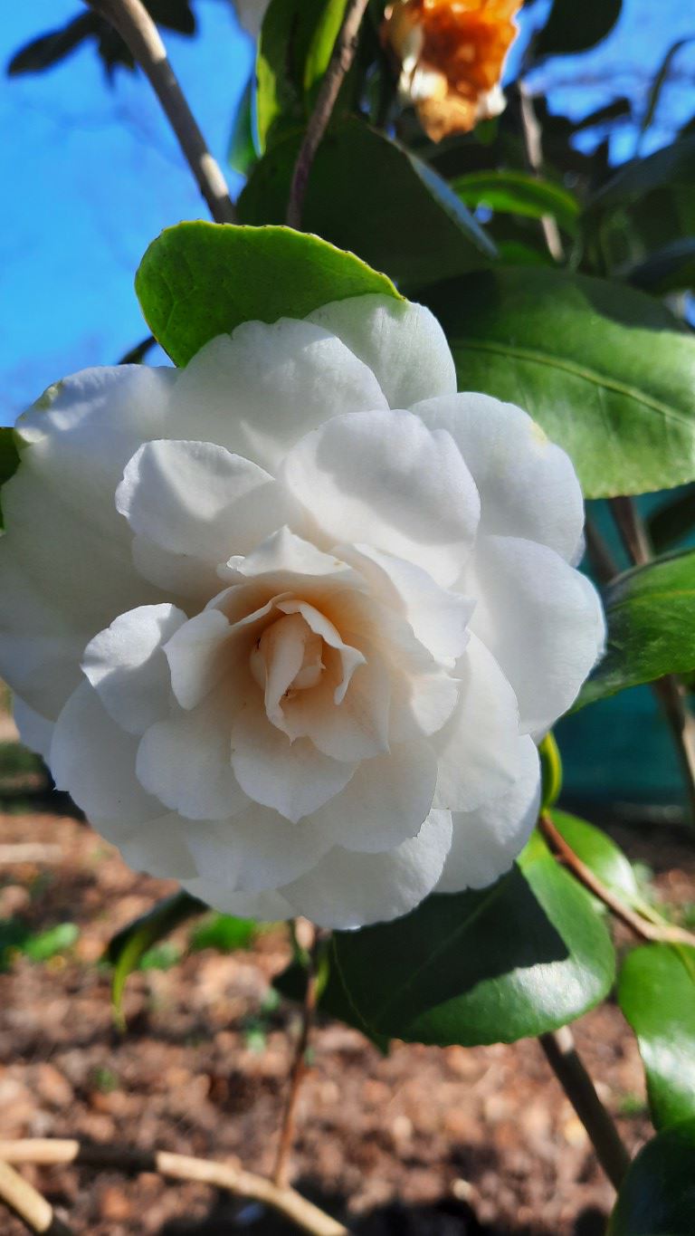 Camellia japonica 'Alba Plena' - Japanse roos