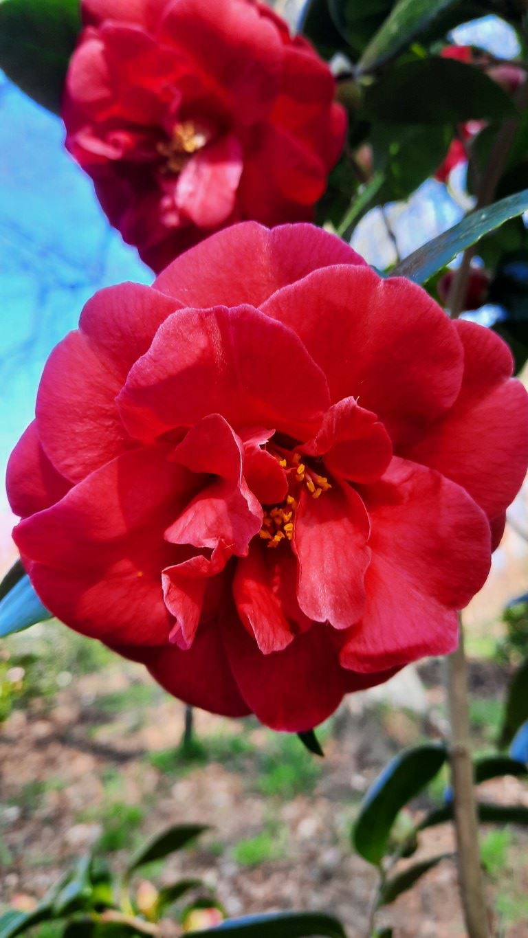 Camellia japonica 'Adolphe Audusson' - Japanse roos