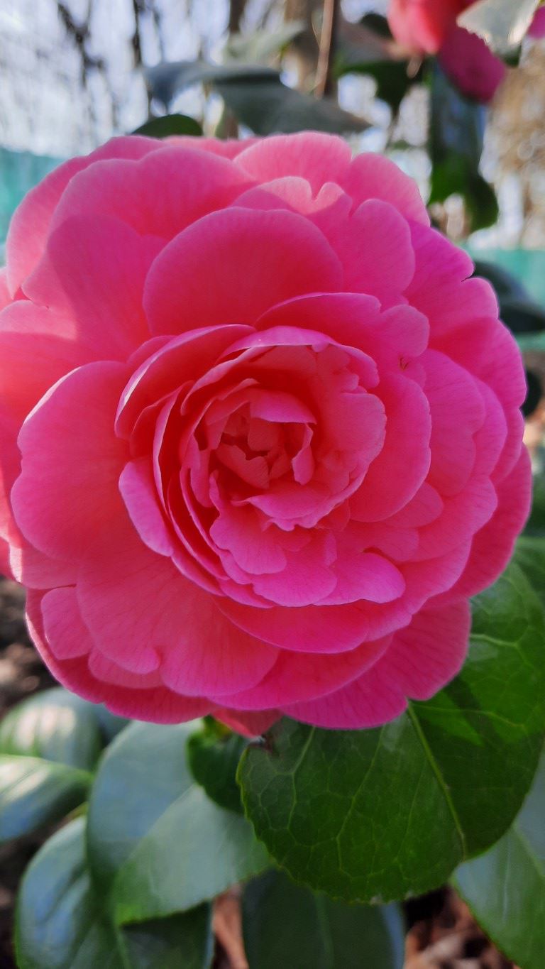Camellia japonica 'Triumphans' - Japanse roos