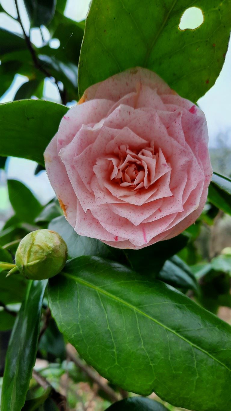 Camellia japonica 'Bella Romana' - Japanse roos