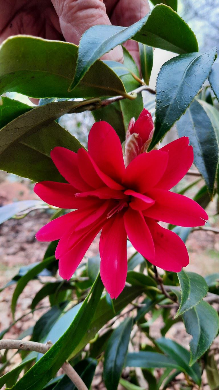 Camellia japonica 'Hakuhan-kujaku' - Japanse roos