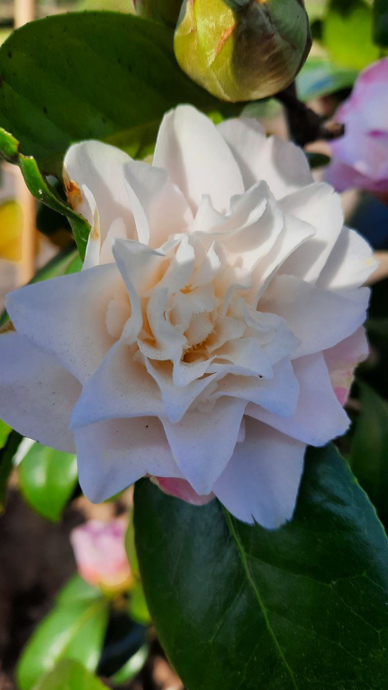 Camellia japonica 'Nuccio's Jewel' - Japanse roos