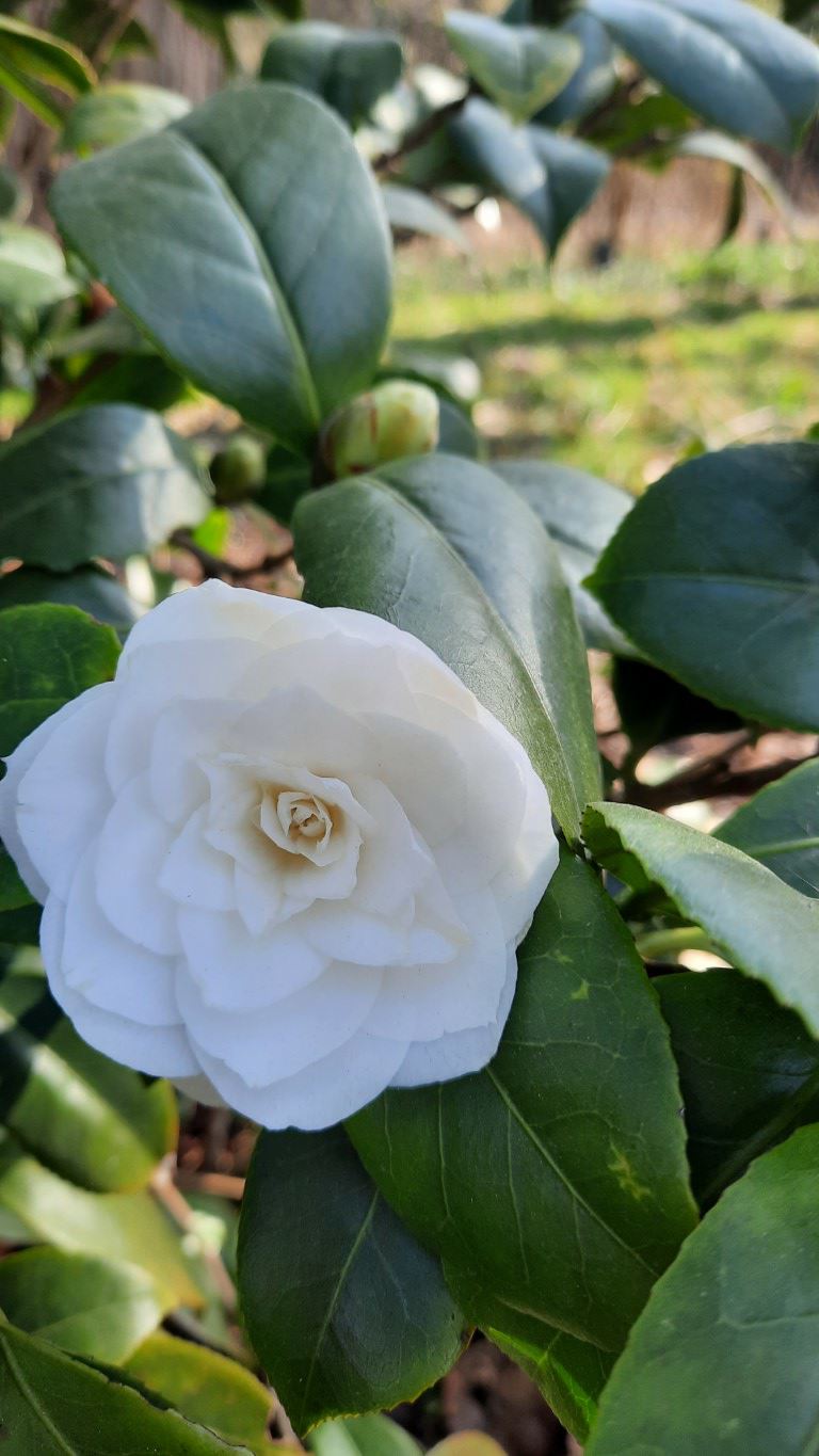 Camellia japonica 'Shiragiku' - Japanse roos