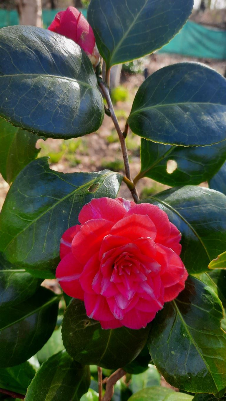 Camellia japonica 'Mathotiana' - Japanse roos