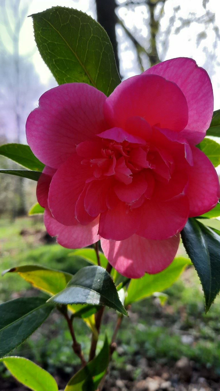 Camellia ×williamsii 'Anticipation' - Camellia