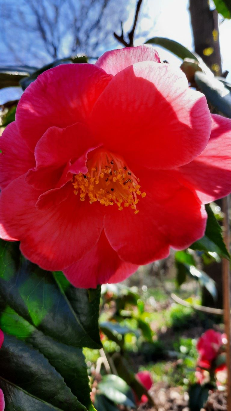 Camellia 'Royalty' - Camellia