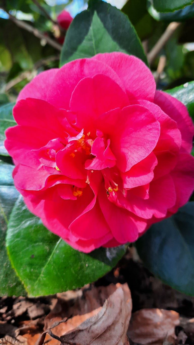 Camellia japonica 'Lady Campbell' - Japanse roos