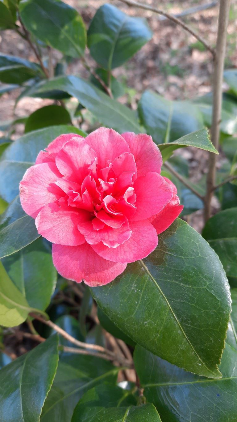 Camellia japonica 'Kramer's Supreme' - Japanse roos