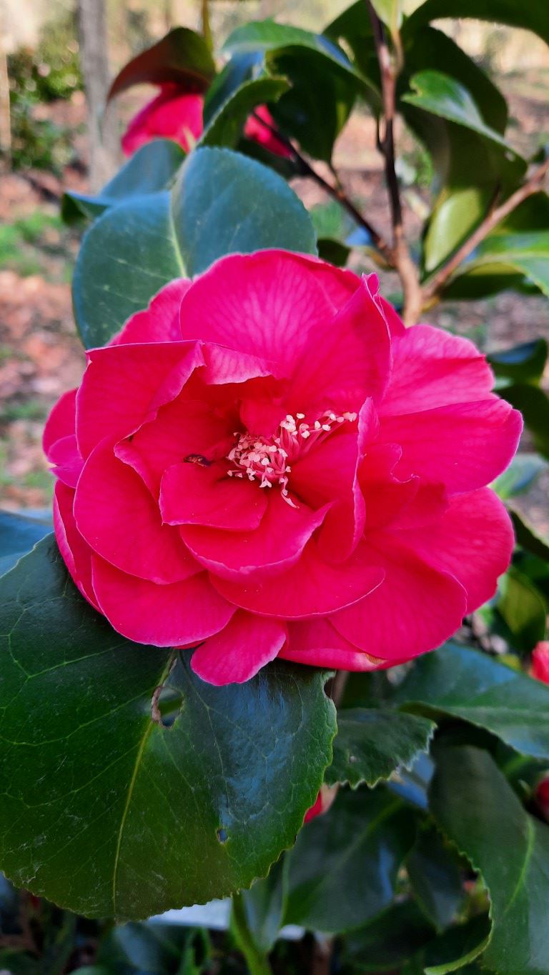 Camellia japonica 'Dr. King' - Japanse roos