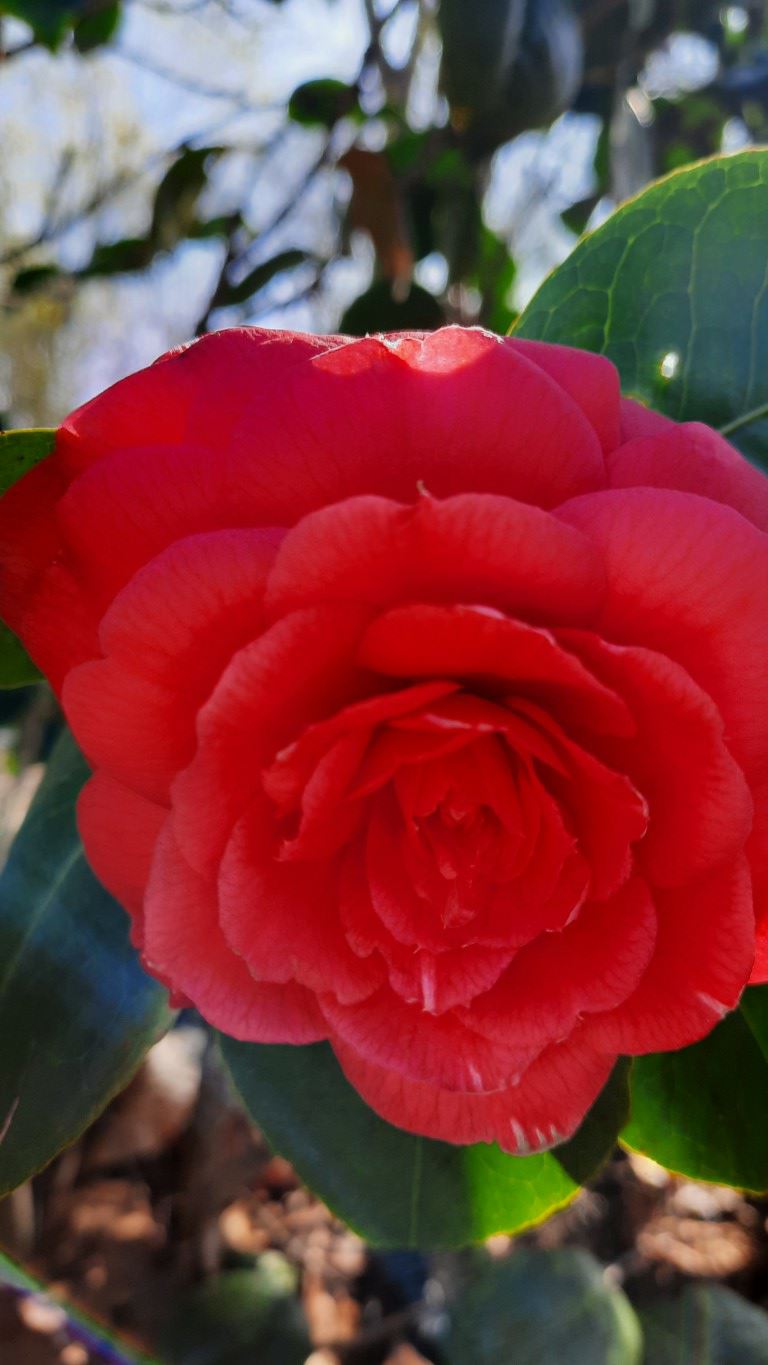 Camellia japonica 'Coquettii' - Japanse roos