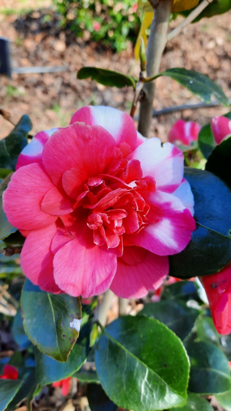 Camellia japonica 'Collettii' - Japanse roos
