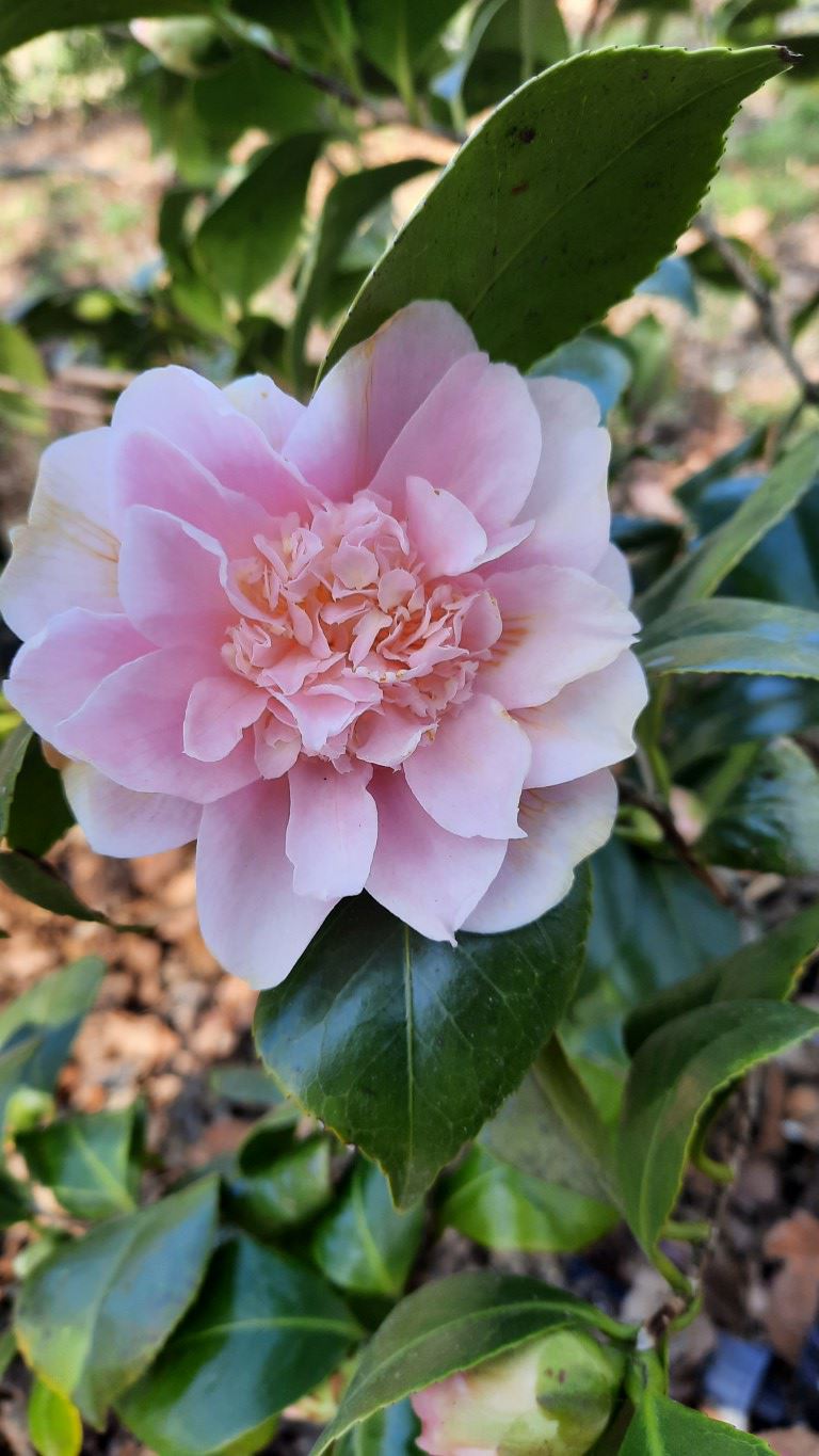 Camellia japonica 'King's Ransom' - Japanse roos
