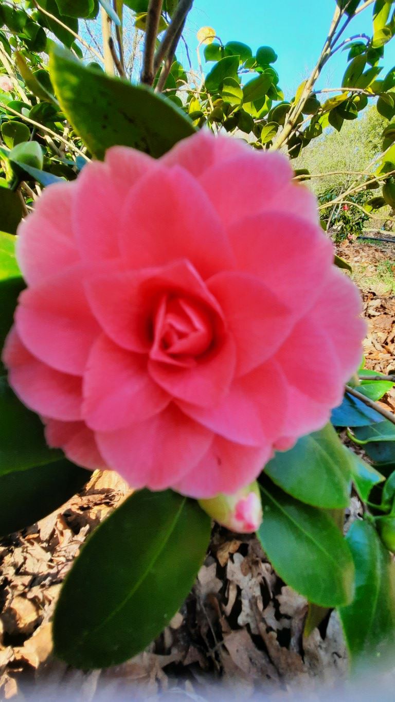Camellia japonica 'General George Patton' - Japanse roos