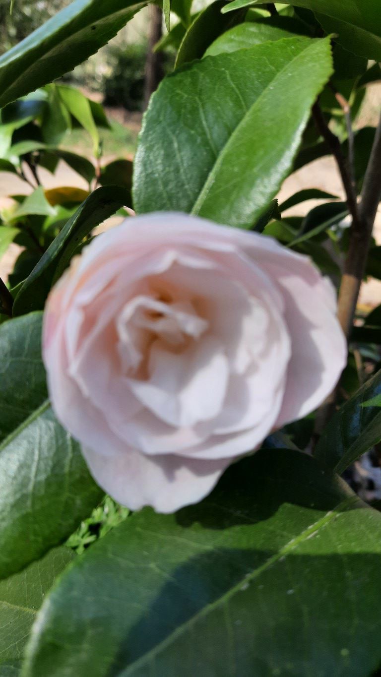 Camellia japonica 'Dr. Tinsley' - Japanse roos