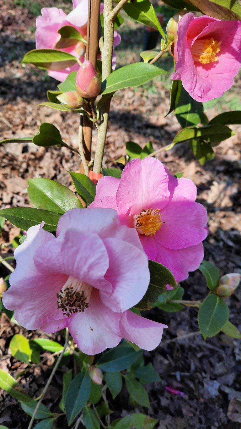 Camellia ×williamsii 'Donation' - Camellia