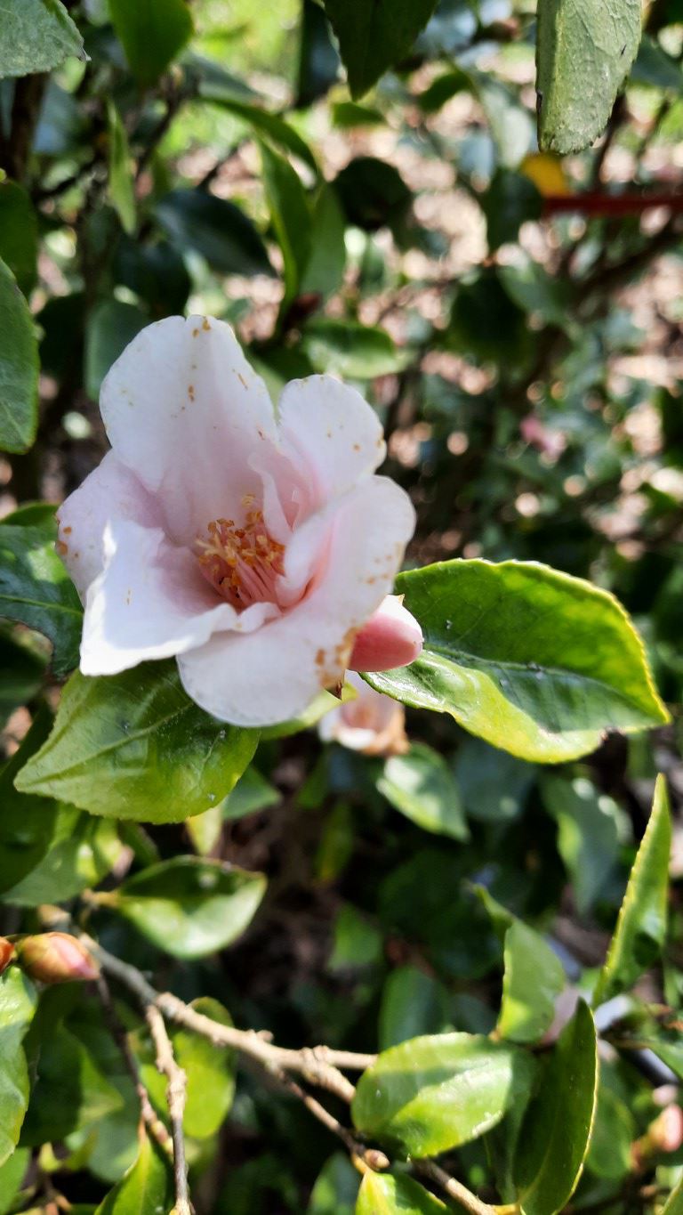Camellia 'Tokihime' - Camellia