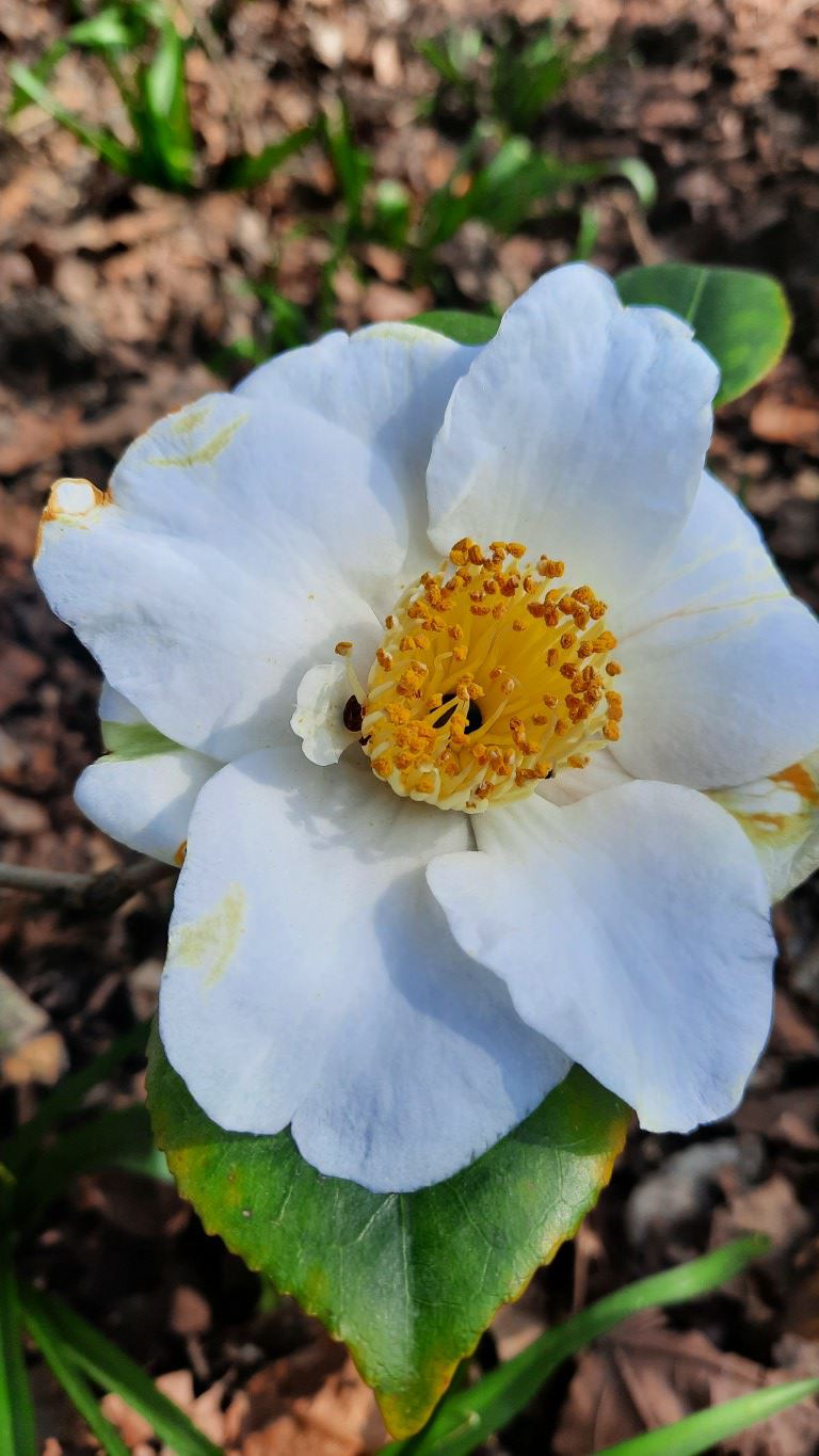 Camellia 'Shin-ōtahaku' - Camellia