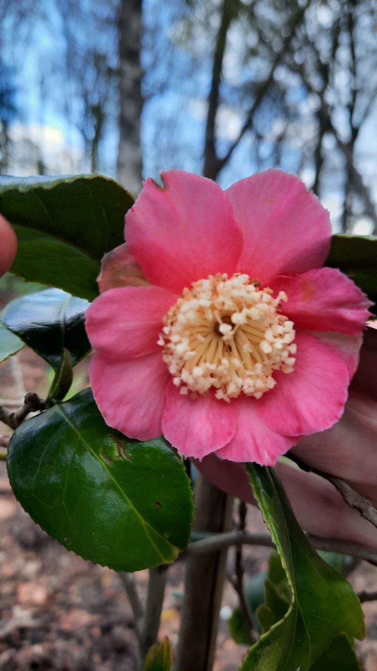 Camellia japonica 'Kingyo-tsubaki' - Vissenstaart camellia