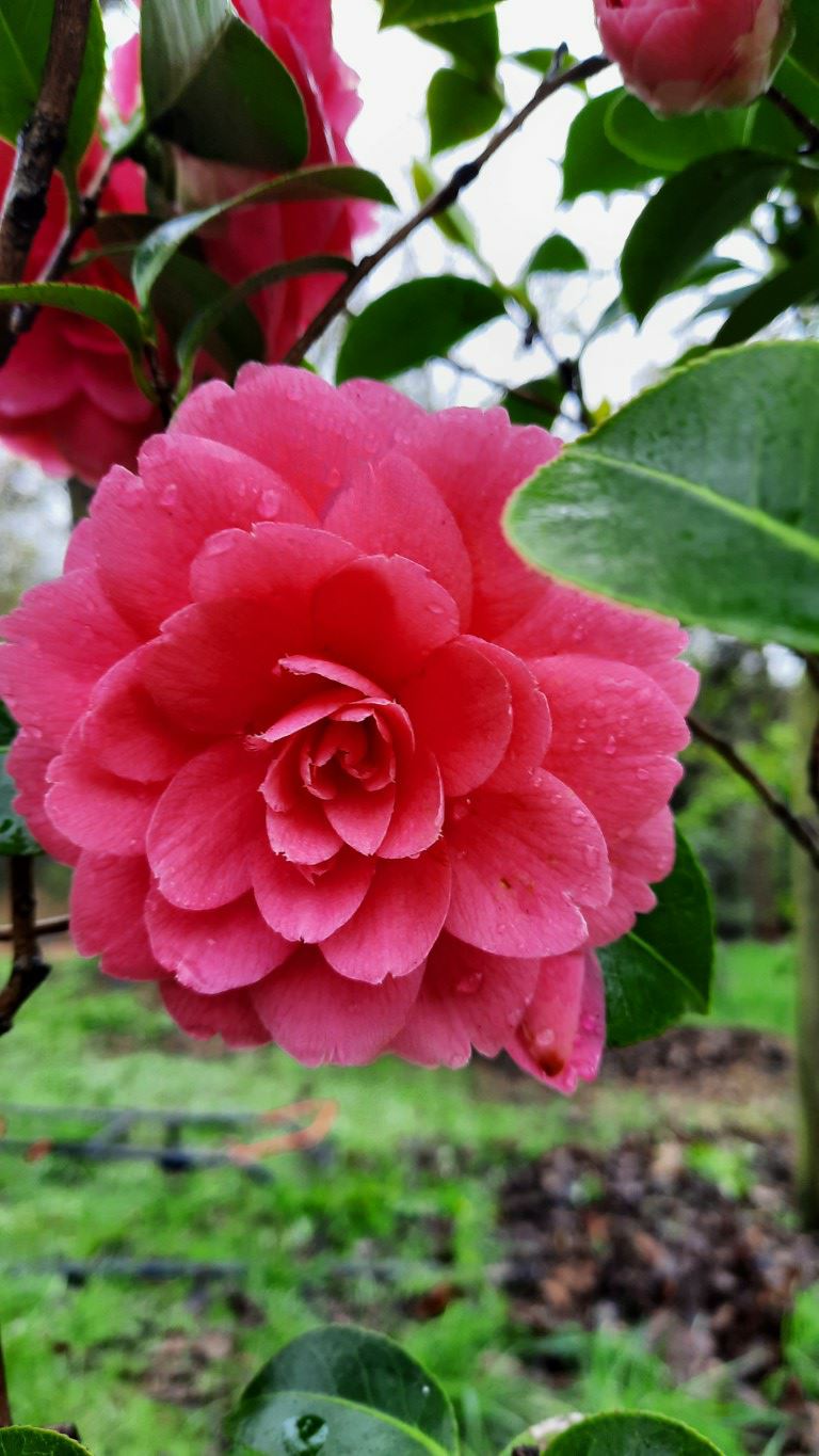 Camellia ×williamsii 'E.G. Waterhouse' - Camellia