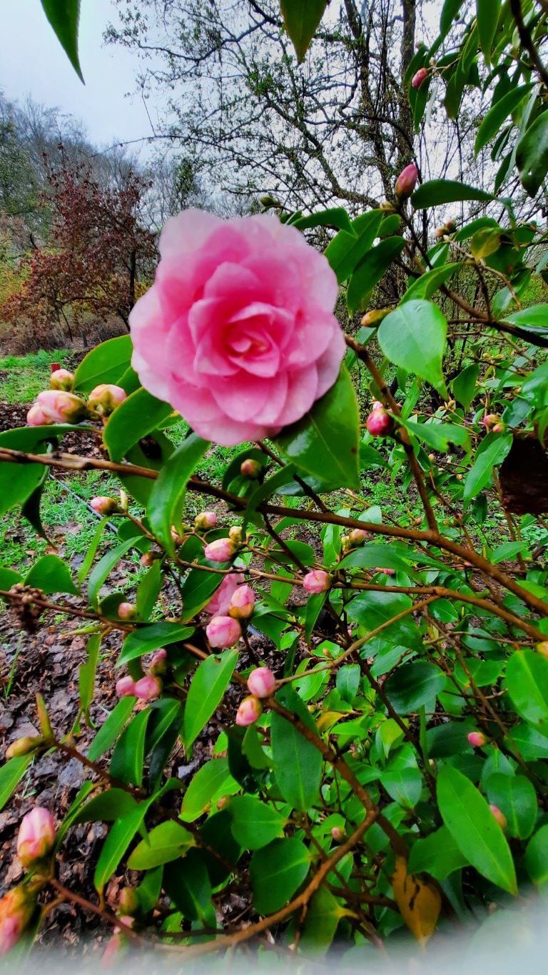 Camellia 'Spring Festival' - Camellia