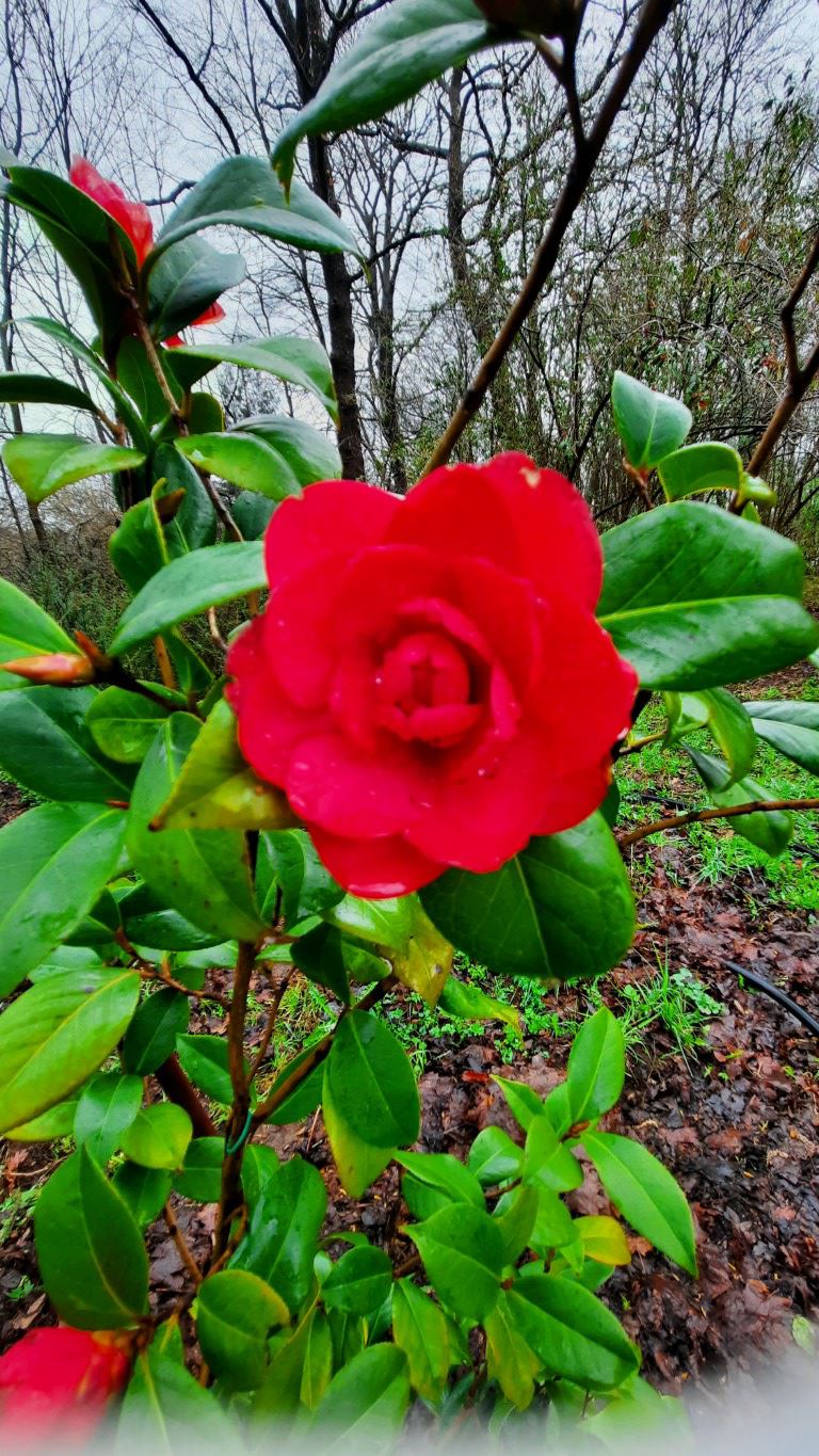 Camellia ×williamsii 'Les Jury' - Camellia