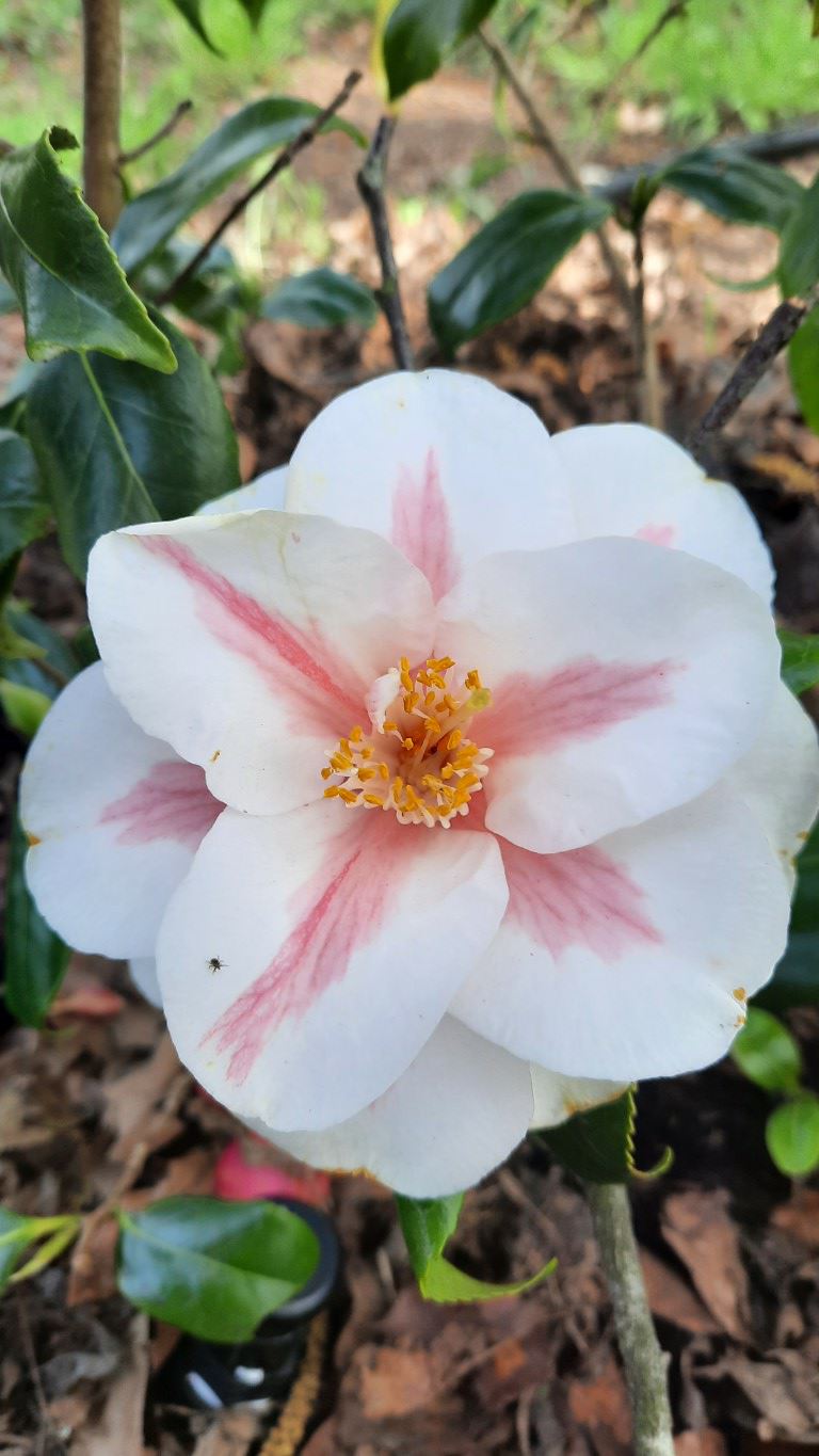 Camellia japonica 'Lady Vansittart' - Japanse roos