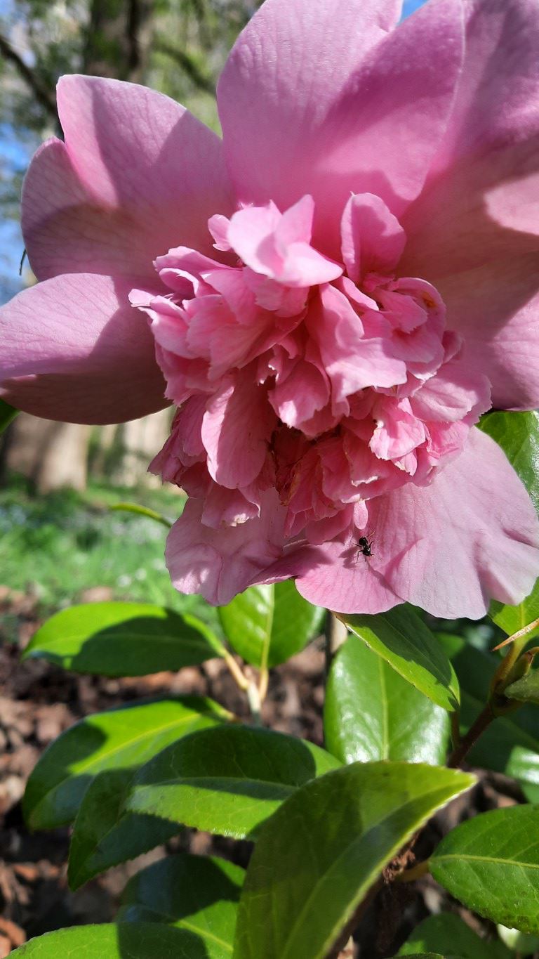 Camellia ×williamsii 'Ballet Queen' - Camellia