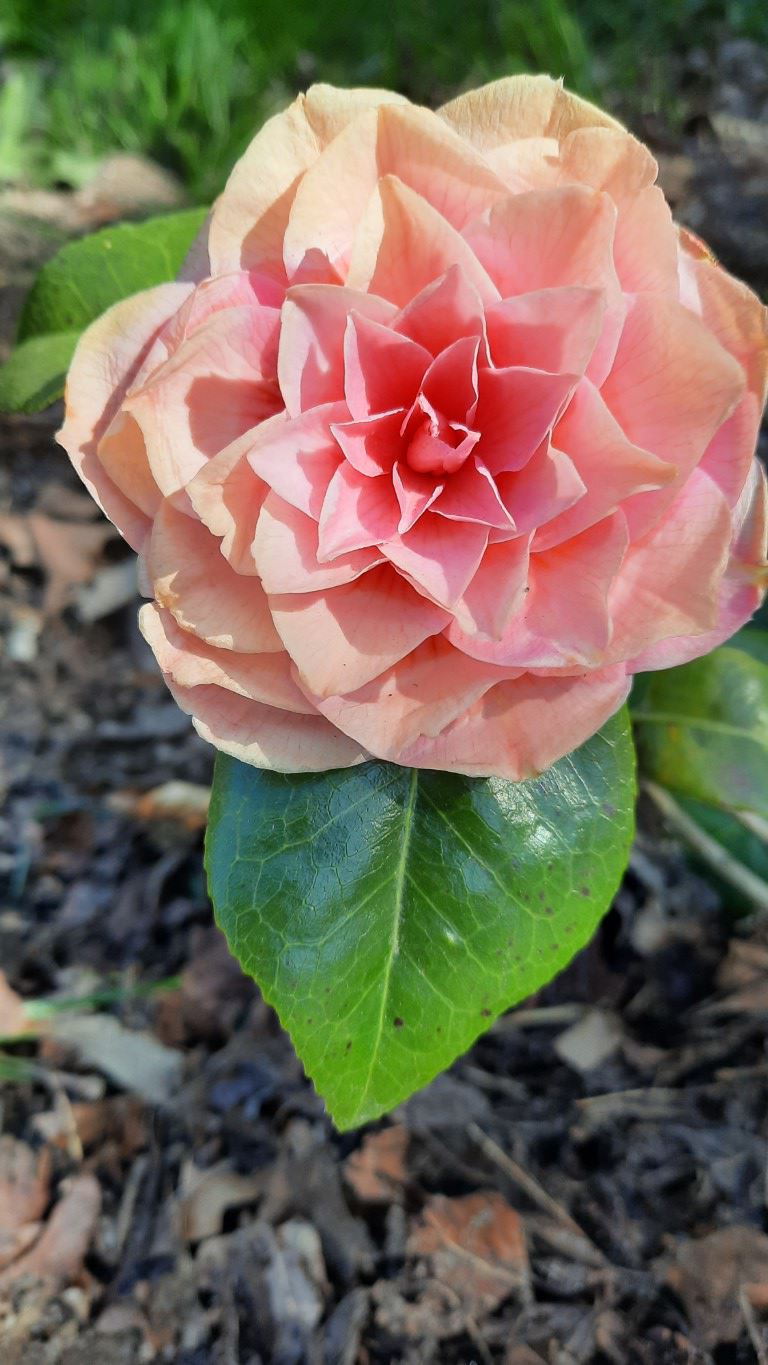 Camellia japonica 'April Rose' - Japanse roos