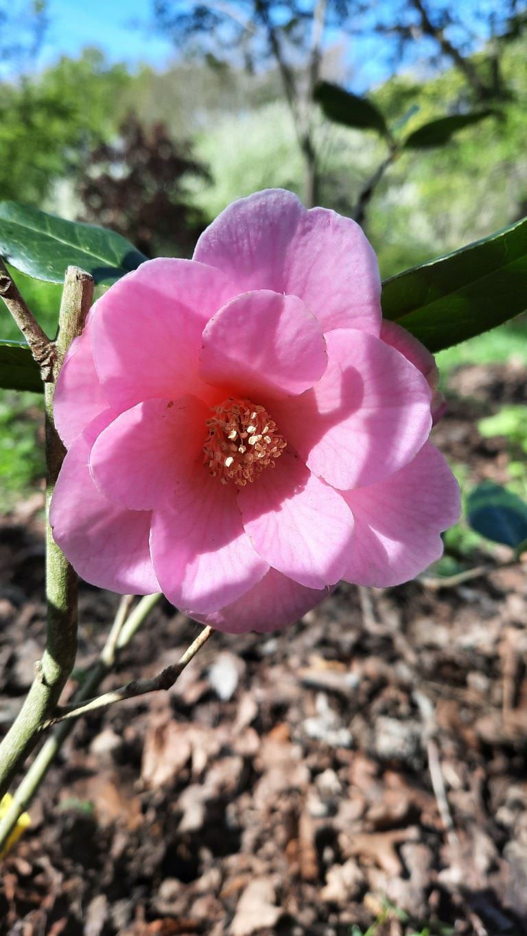 Camellia ×williamsii 'Brigadoon' - Camellia