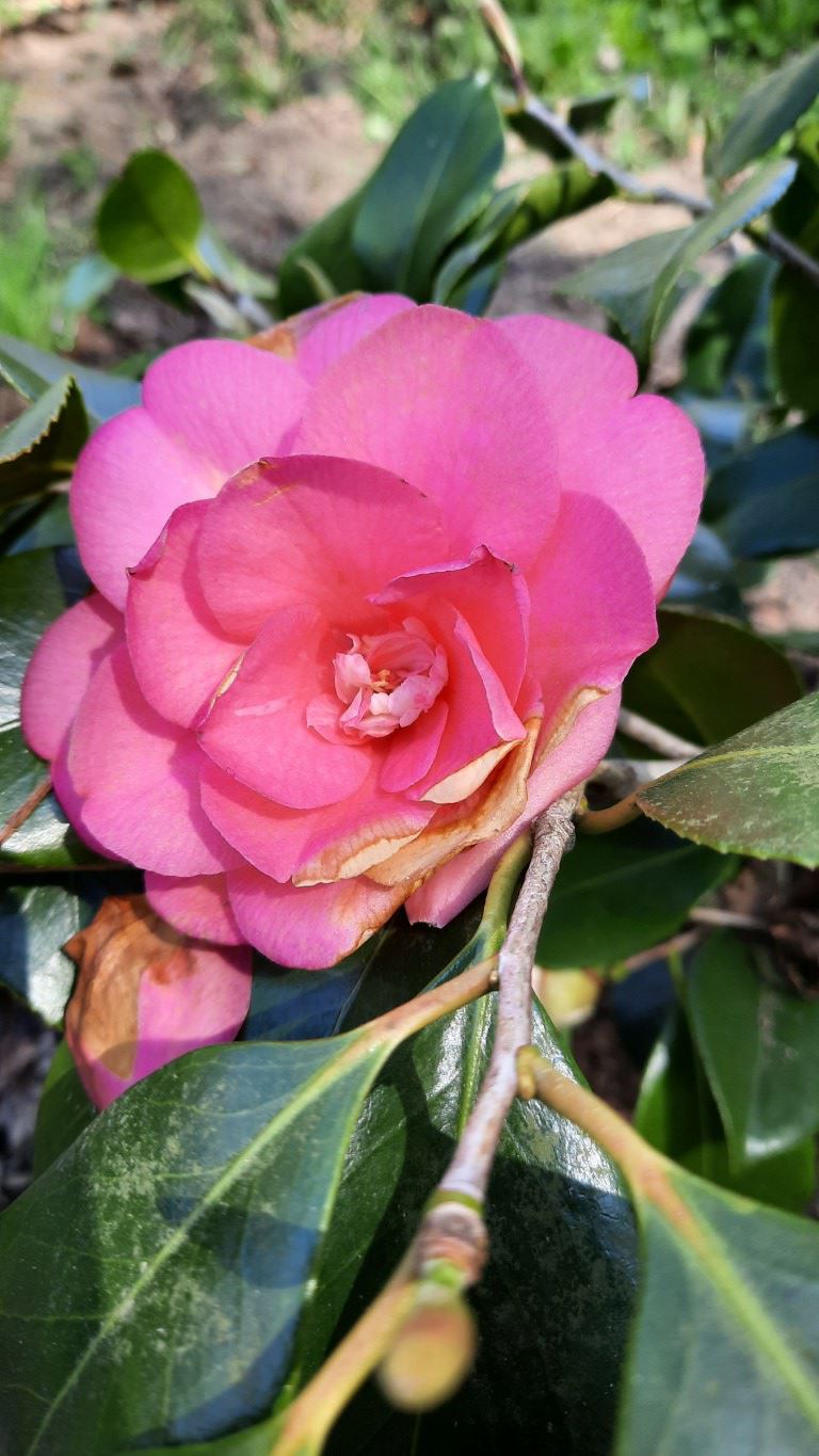 Camellia japonica 'Elegans Splendor' - Japanse roos